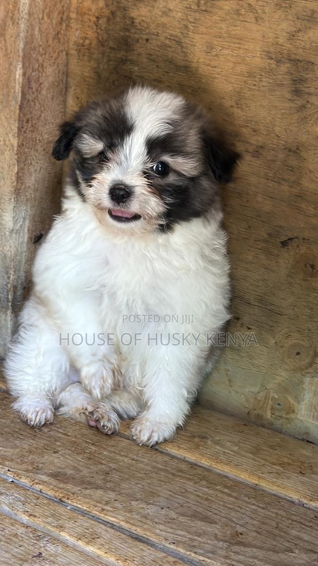 1-3 months Male Purebred Havanese - thumbnail 3