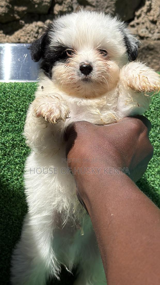 1-3 months Male Purebred Havanese - thumbnail 7