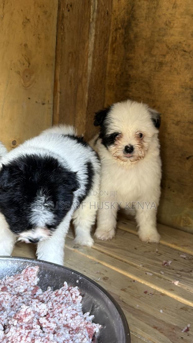 1-3 months Male Purebred Havanese - thumbnail 14