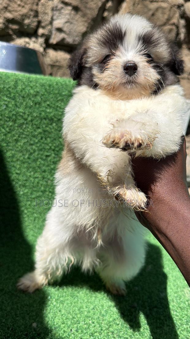 1-3 months Male Purebred Havanese - thumbnail 11