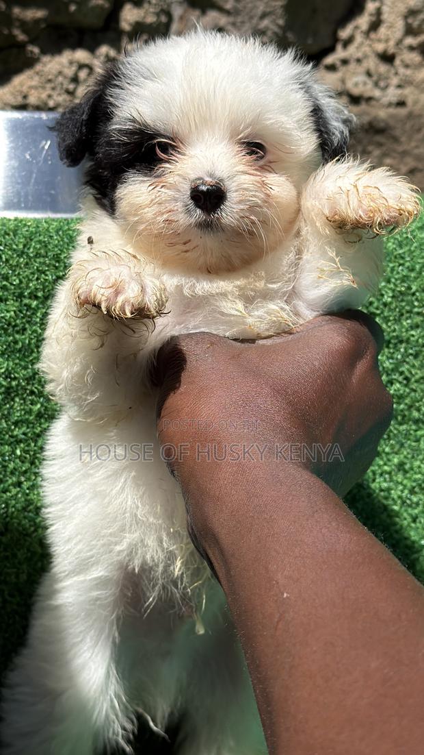 1-3 months Male Purebred Havanese - thumbnail 8