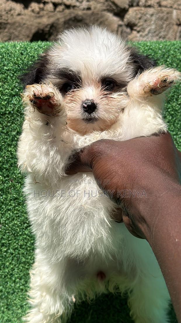 1-3 months Male Purebred Havanese - thumbnail 4
