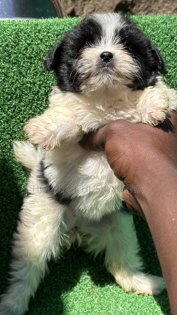 1-3 months Male Purebred Havanese - thumbnail 10