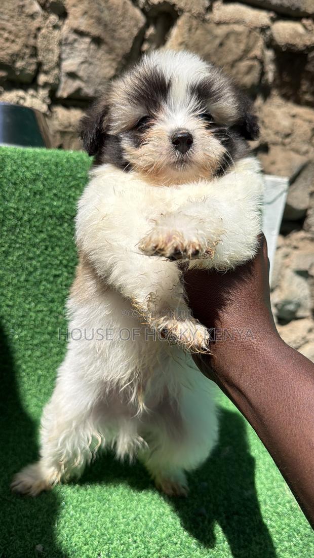 1-3 months Male Purebred Havanese - thumbnail 13