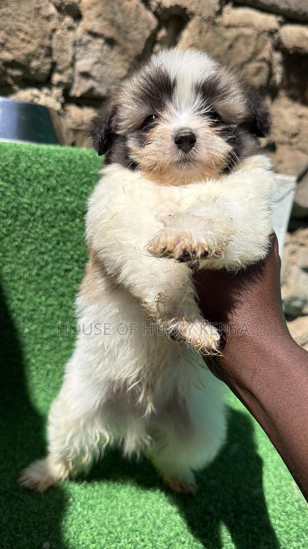 1-3 months Male Purebred Havanese - thumbnail 12