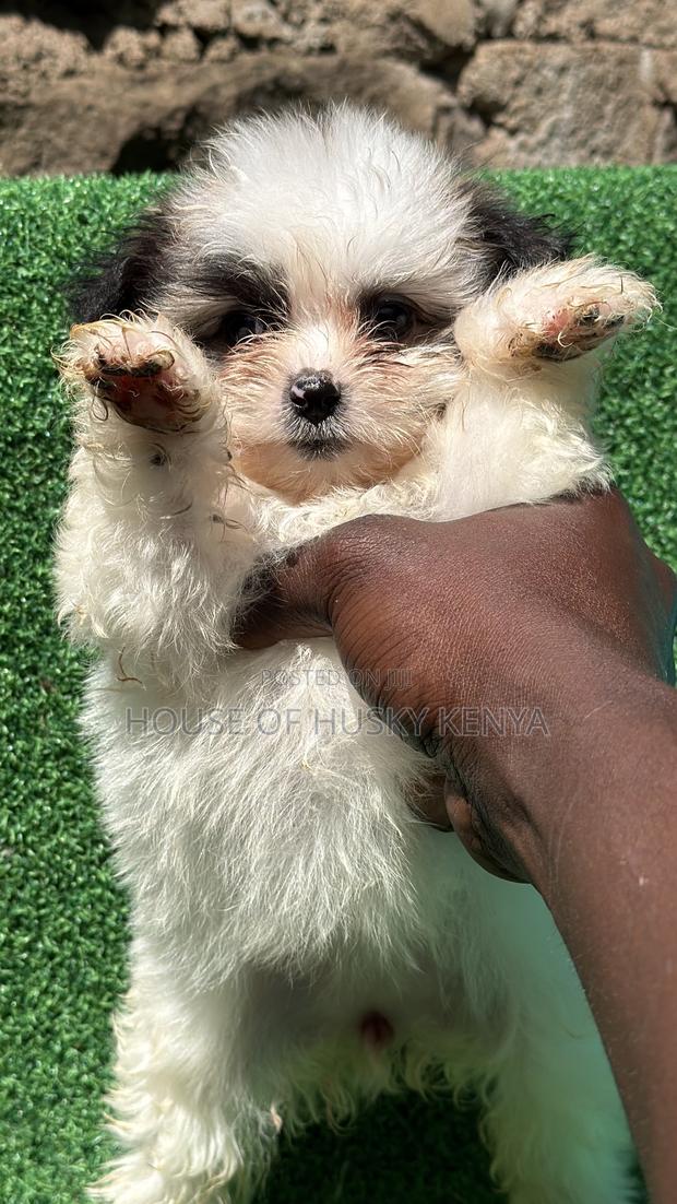 1-3 months Male Purebred Havanese - thumbnail 5