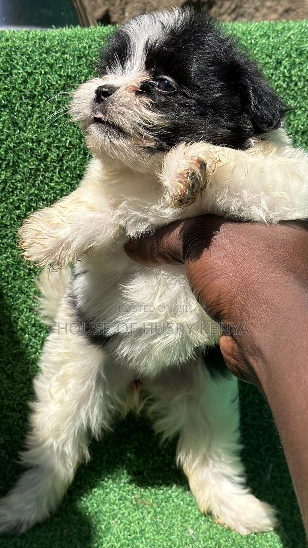 1-3 months Male Purebred Havanese - thumbnail 9
