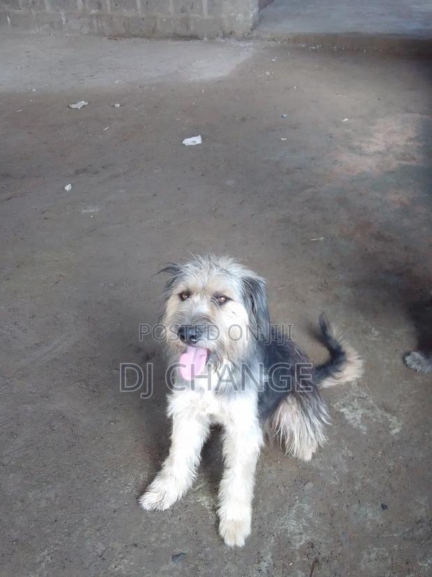 1+ year Male Purebred Black Russian Terrier