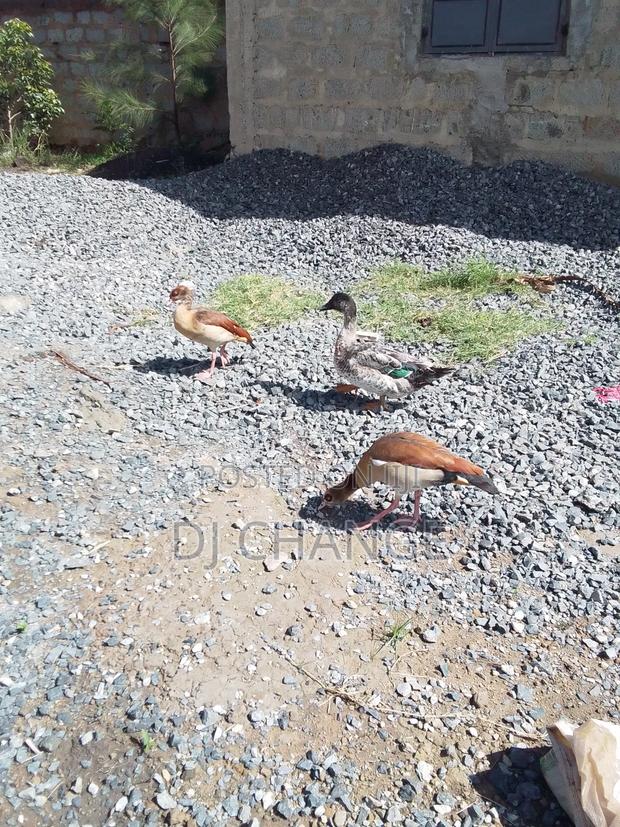 Egyptian Goose