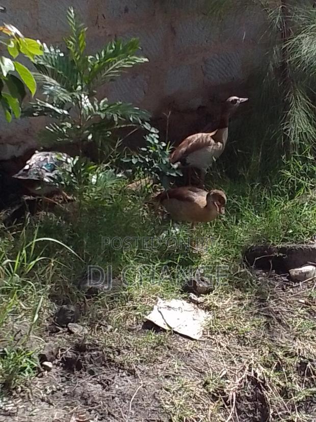 Egyptian Goose - thumbnail 2