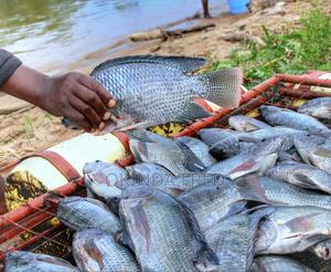 Fremar's Fresh Fish - thumbnail 2