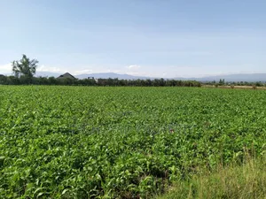 13.5acres Timau