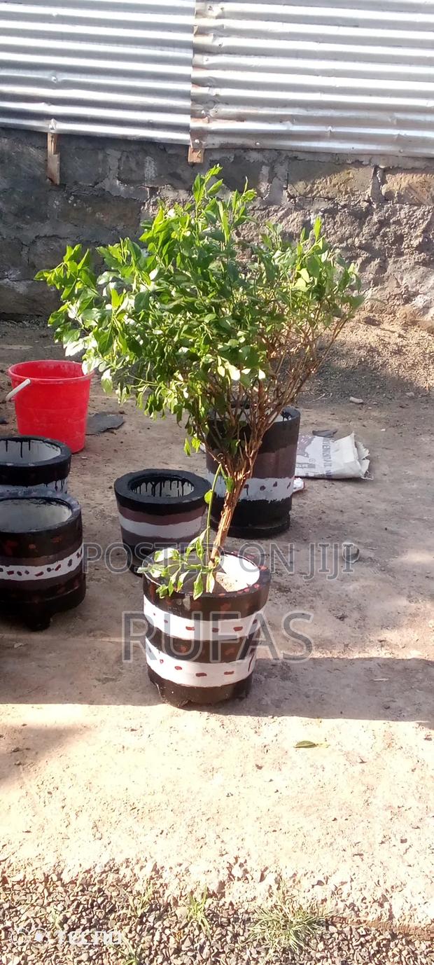 Baringo Flowerpots - main view