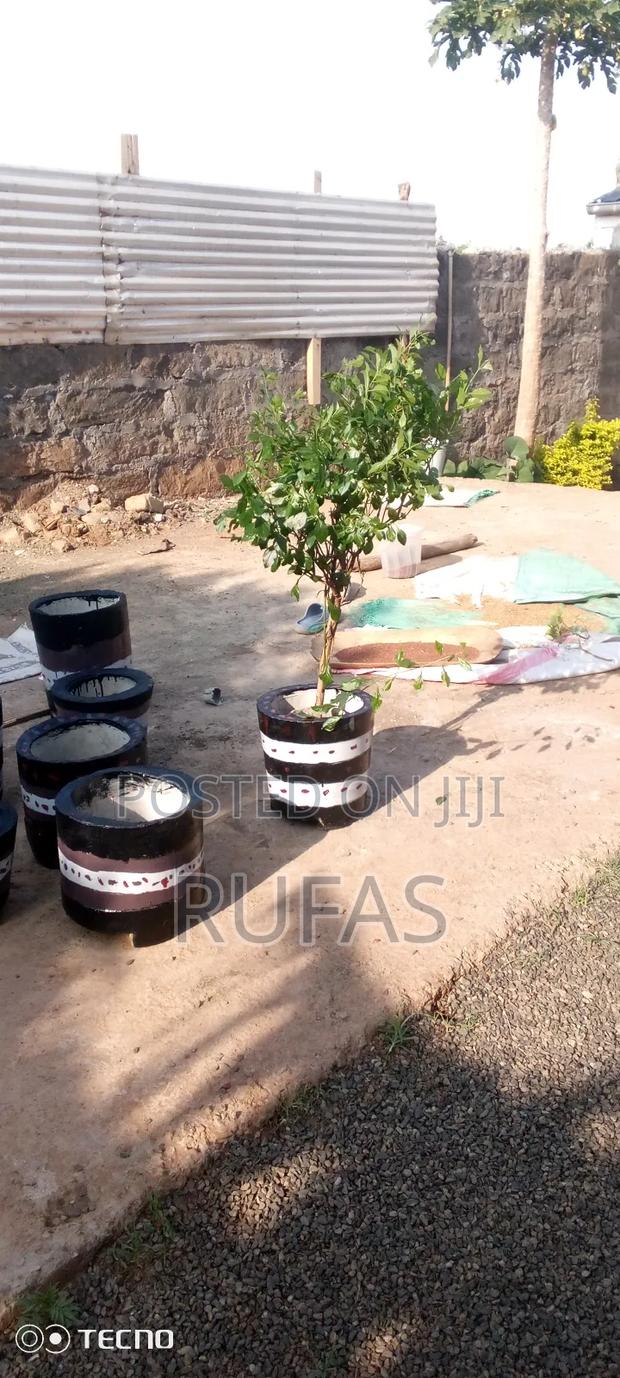 Baringo Flowerpots - thumbnail 2