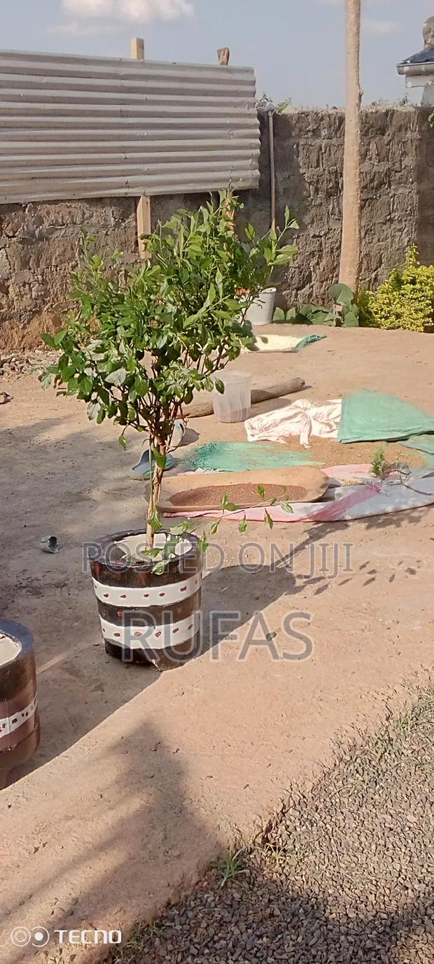 Baringo Flowerpots - thumbnail 4