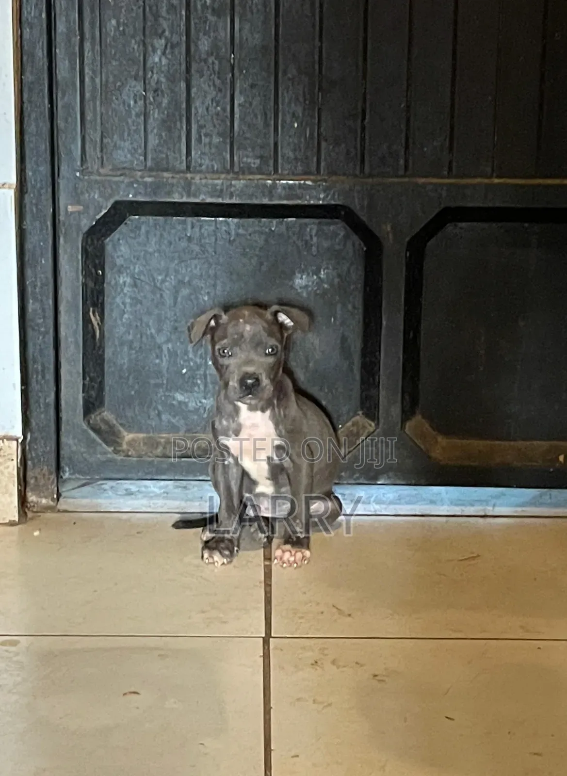 1-3 months Male Purebred American Pit Bull Terrier