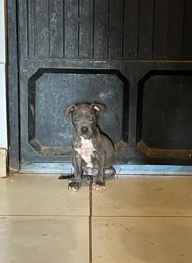 1-3 months Male Purebred American Pit Bull Terrier
