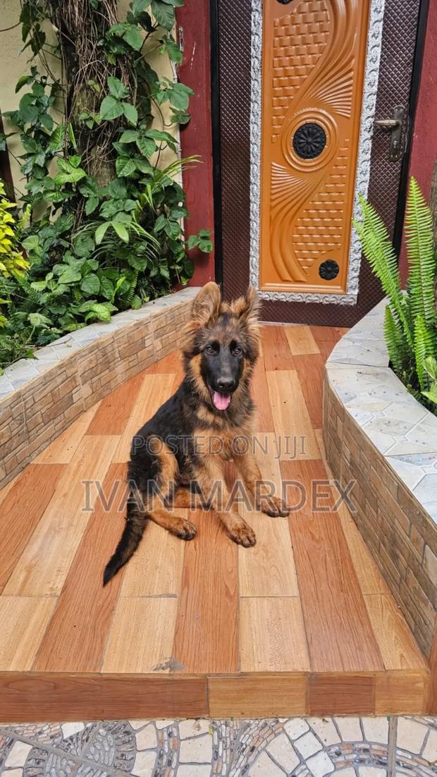 1-3 months Female Purebred German Shepherd - main view