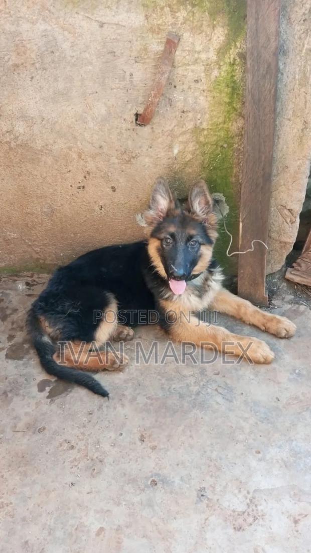 1-3 months Female Purebred German Shepherd - thumbnail 3