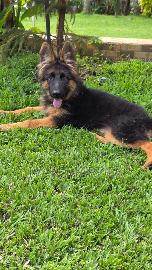 1-3 months Female Purebred German Shepherd - thumbnail 4