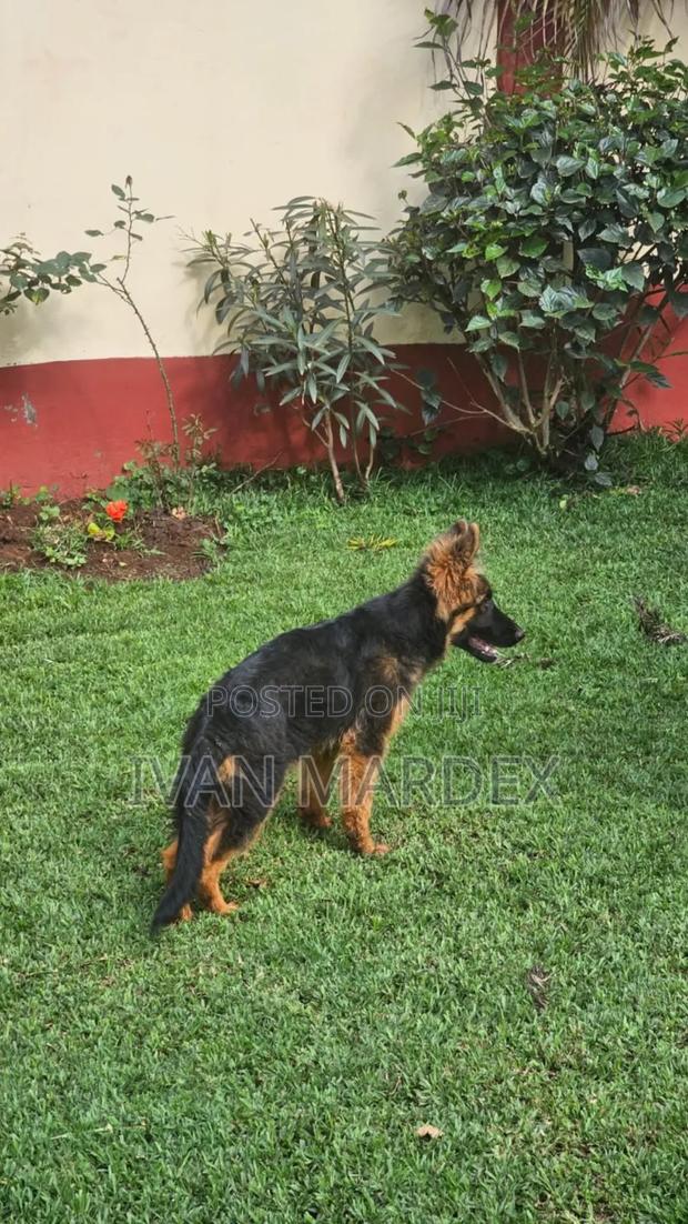 1-3 months Female Purebred German Shepherd - thumbnail 5