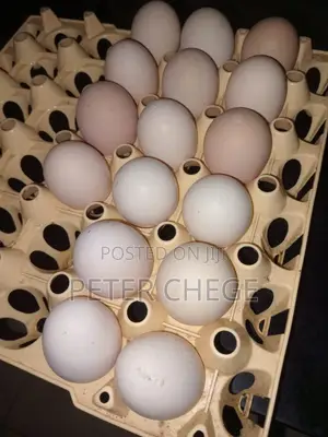 Pure Brahma Hatching Eggs for Sale Fertile Eggs