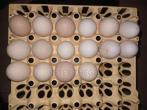 Brahma Eggs - thumbnail 2