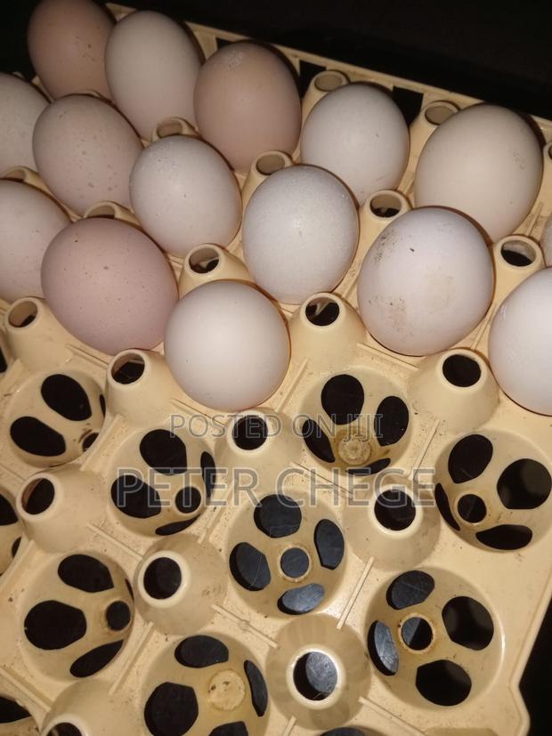 Brahma Eggs - thumbnail 3