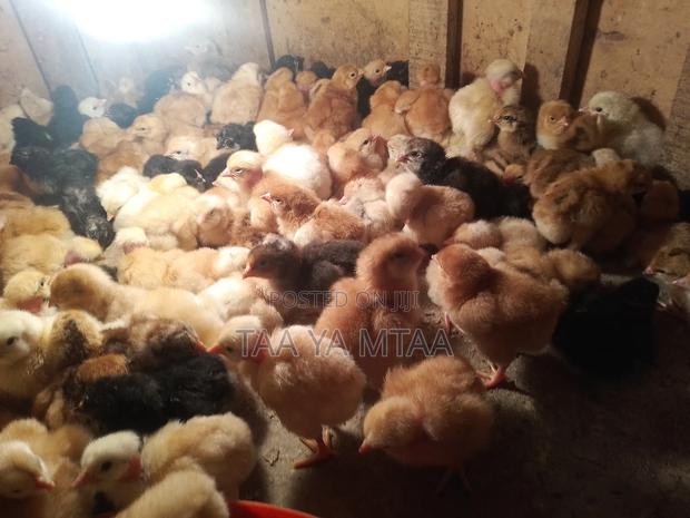 Kenbro Chicks