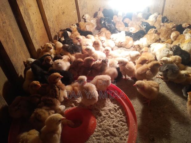 Kenbro Chicks - thumbnail 2