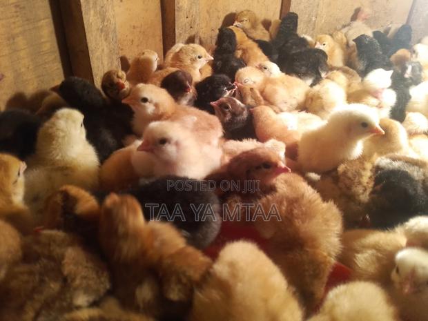Kenbro Chicks - thumbnail 4