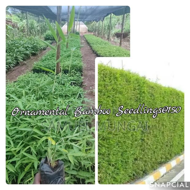 Quality Ornamental Bamboo Seedlings