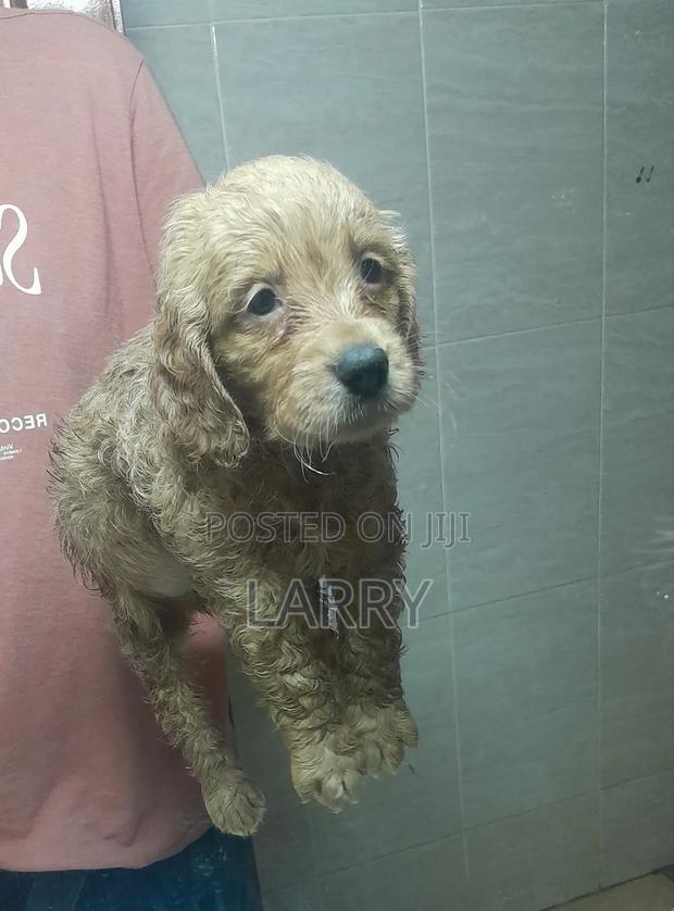 1-3 months Male Purebred Cockapoo