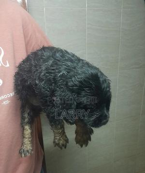 1-3 months Male Purebred Cockapoo - thumbnail 2