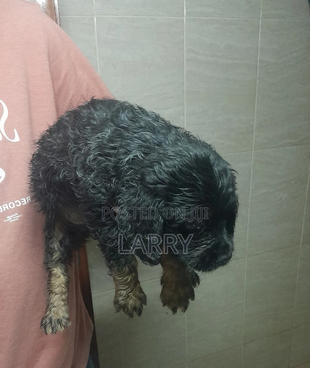 1-3 months Male Purebred Cockapoo - main view