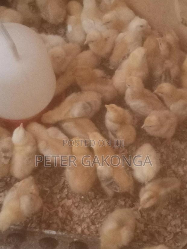 Sasso Improved Chicks 1 Weeks Old Now Vaccinated to Date.