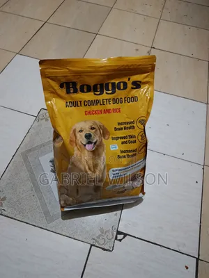 6-12 months Male Mixed Breed Dog