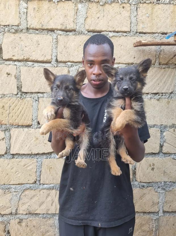 1-3 months Male Purebred German Shepherd - thumbnail 3