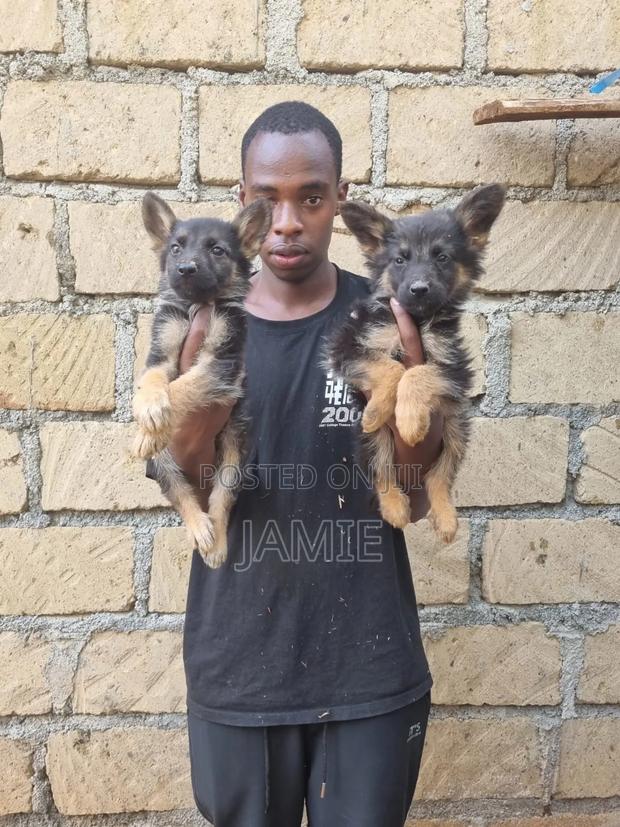 1-3 months Male Purebred German Shepherd - thumbnail 4