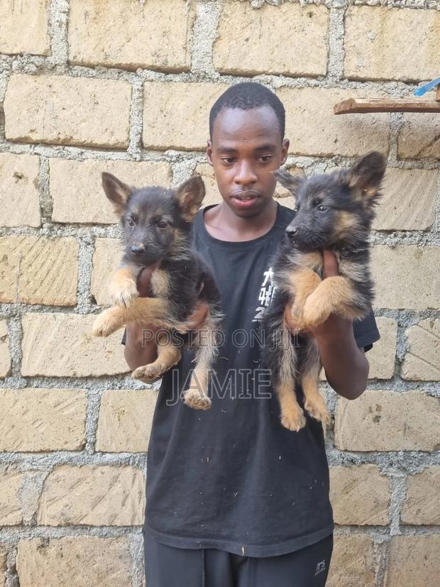 1-3 months Male Purebred German Shepherd - thumbnail 5