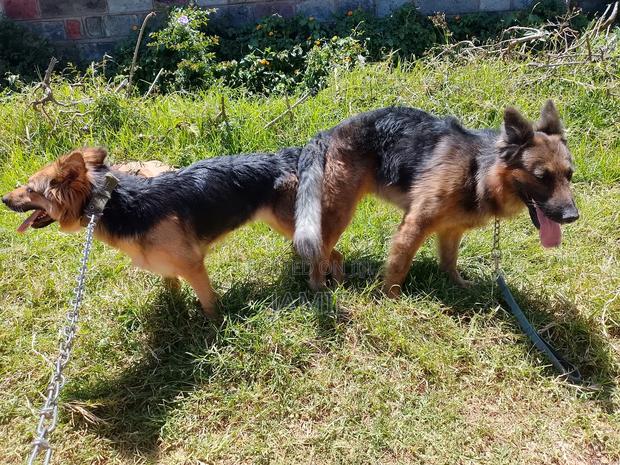 1-3 months Male Purebred German Shepherd - thumbnail 6