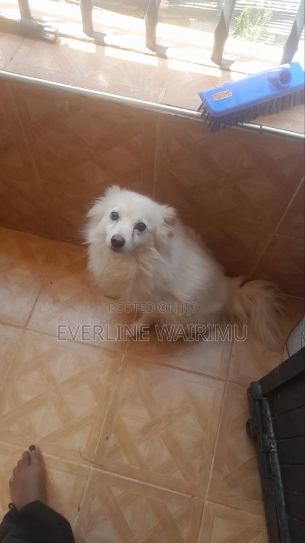 1+ year Male Mixed Breed Japanese Spitz