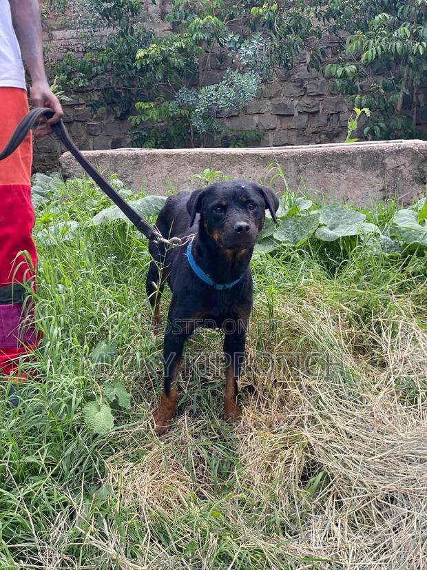 1+ year Female Purebred Rottweiler - main view