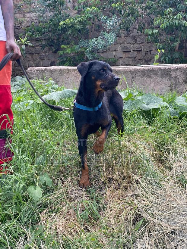 1+ year Female Purebred Rottweiler - thumbnail 3