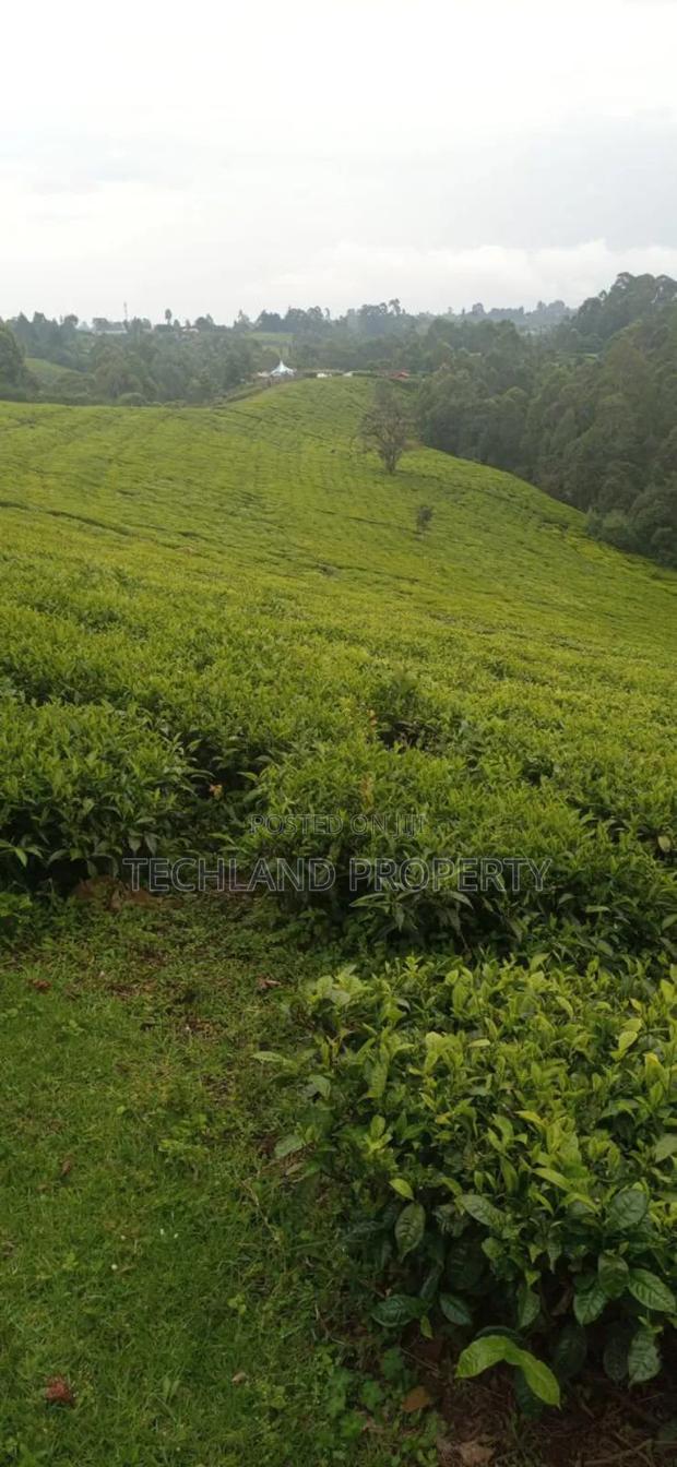 10acre Tea Farm Othaya Nyeri - thumbnail 3