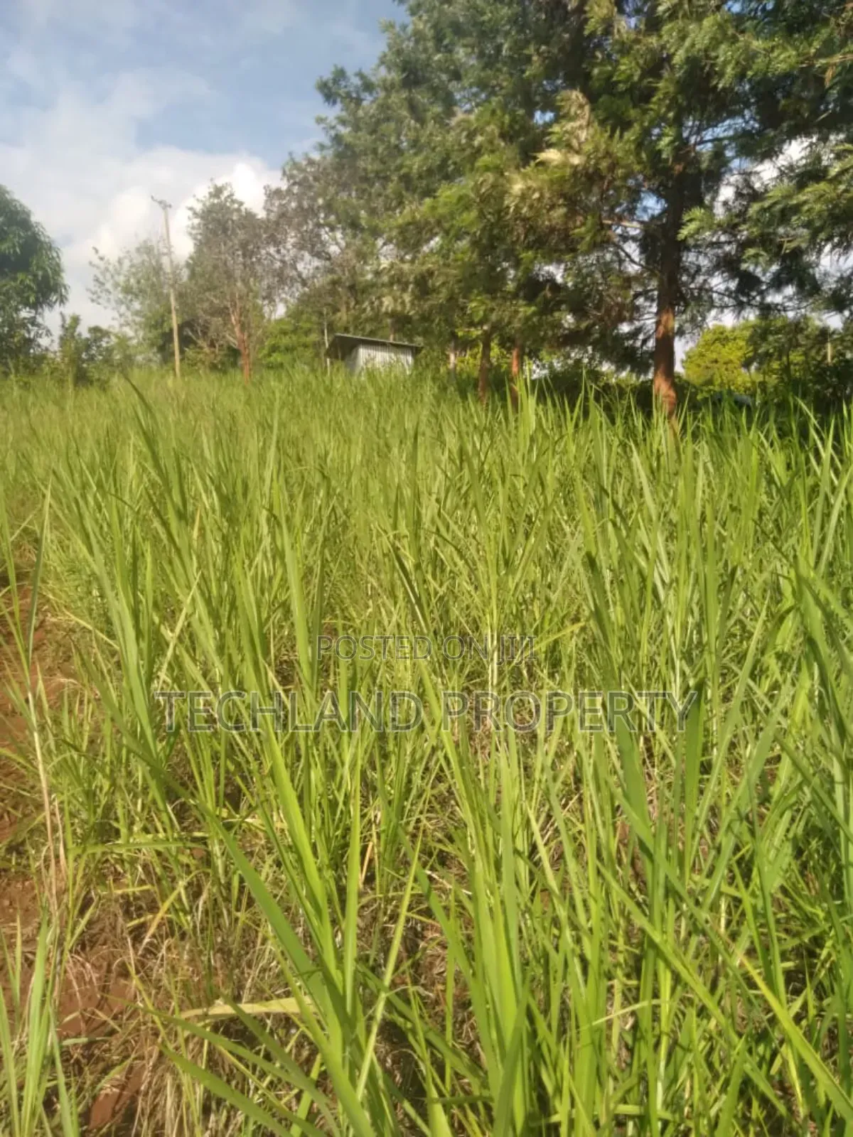 4.5acres Tea Iria-Ini Othaya