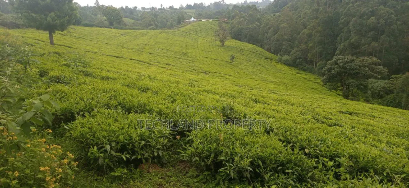 4.5acres Tea Iria-Ini Othaya