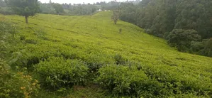 4.5acres Tea Iria-Ini Othaya