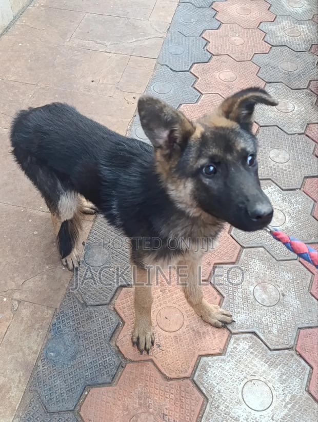 6-12 months Male Purebred German Shepherd