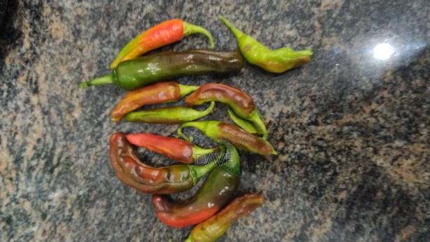 Fresh Shishito Peppers - thumbnail 2